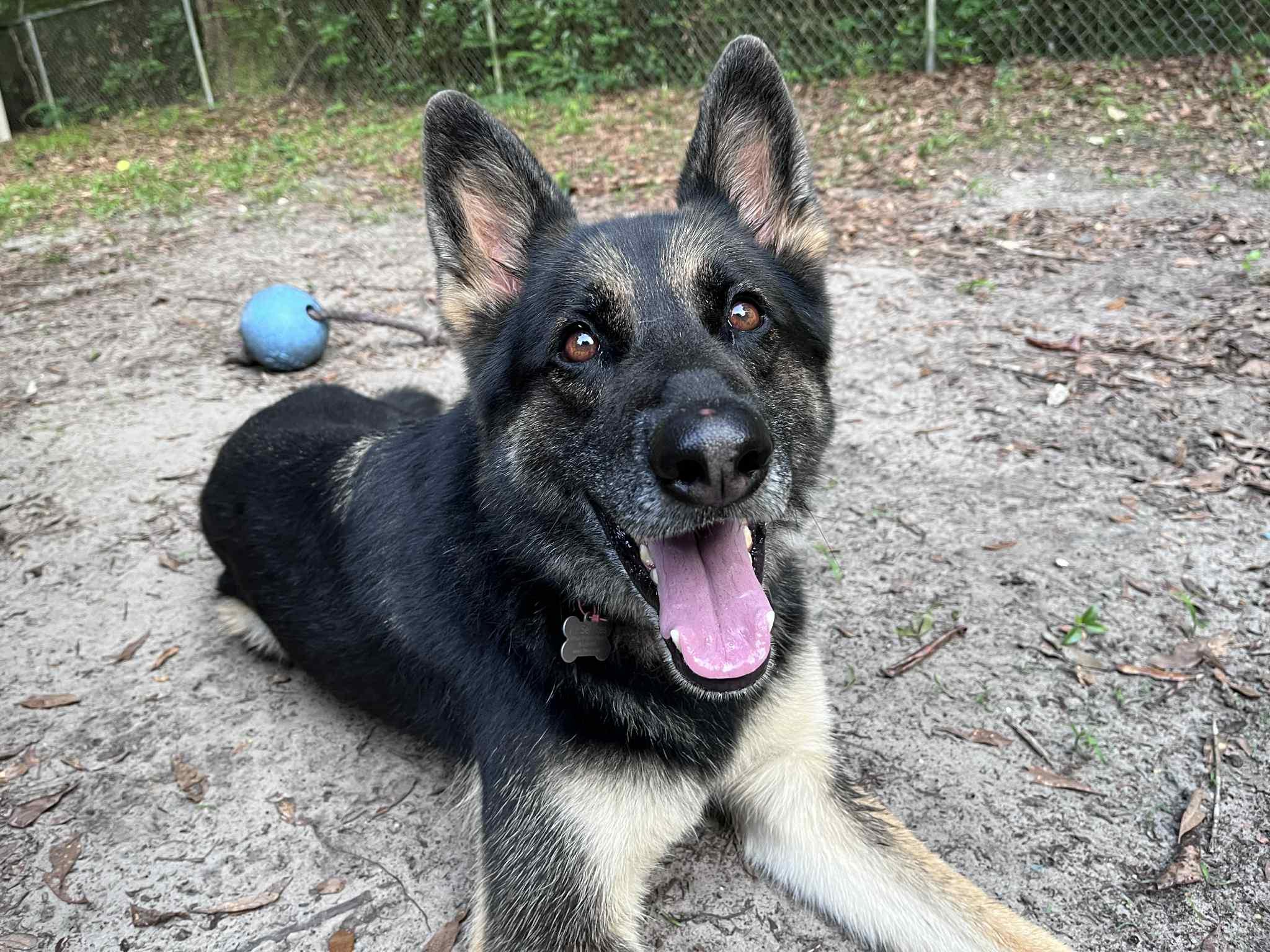 Enlarge Max, a Adopted German Shepherd Dog in Green Cove Springs, FL image 5/5