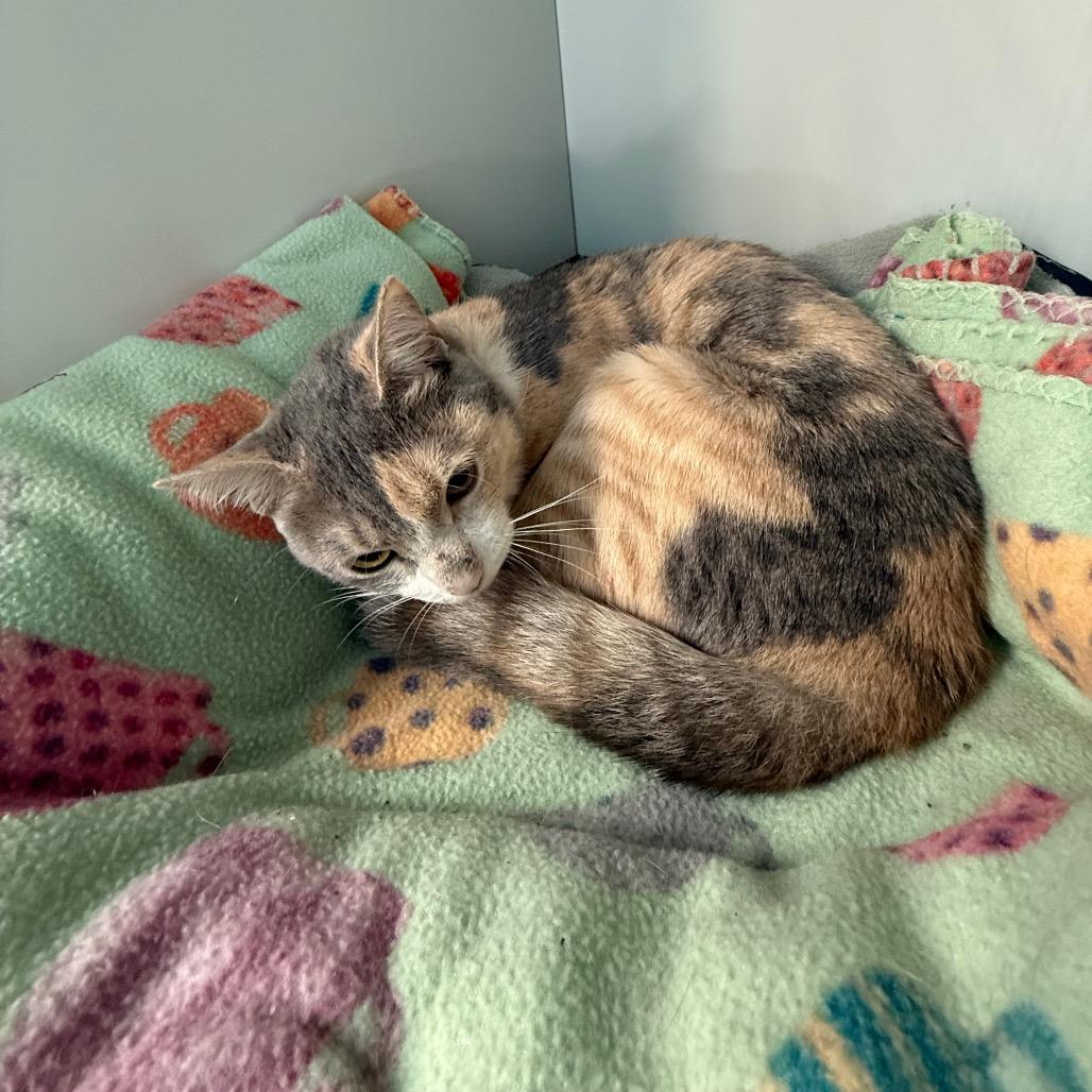 Enlarge Lucy, a Adoptable Domestic Short Hair in Lake Panasoffkee, FL image 1/2