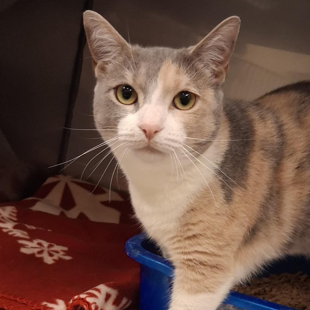 Enlarge Lucy, a Adoptable Domestic Short Hair in Lake Panasoffkee, FL image 3/3