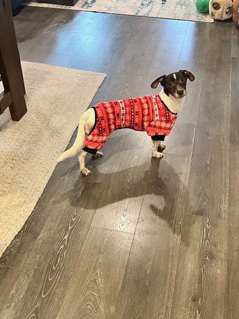 Slinky, Adoptable, Senior Male Dachshund & Terrier.