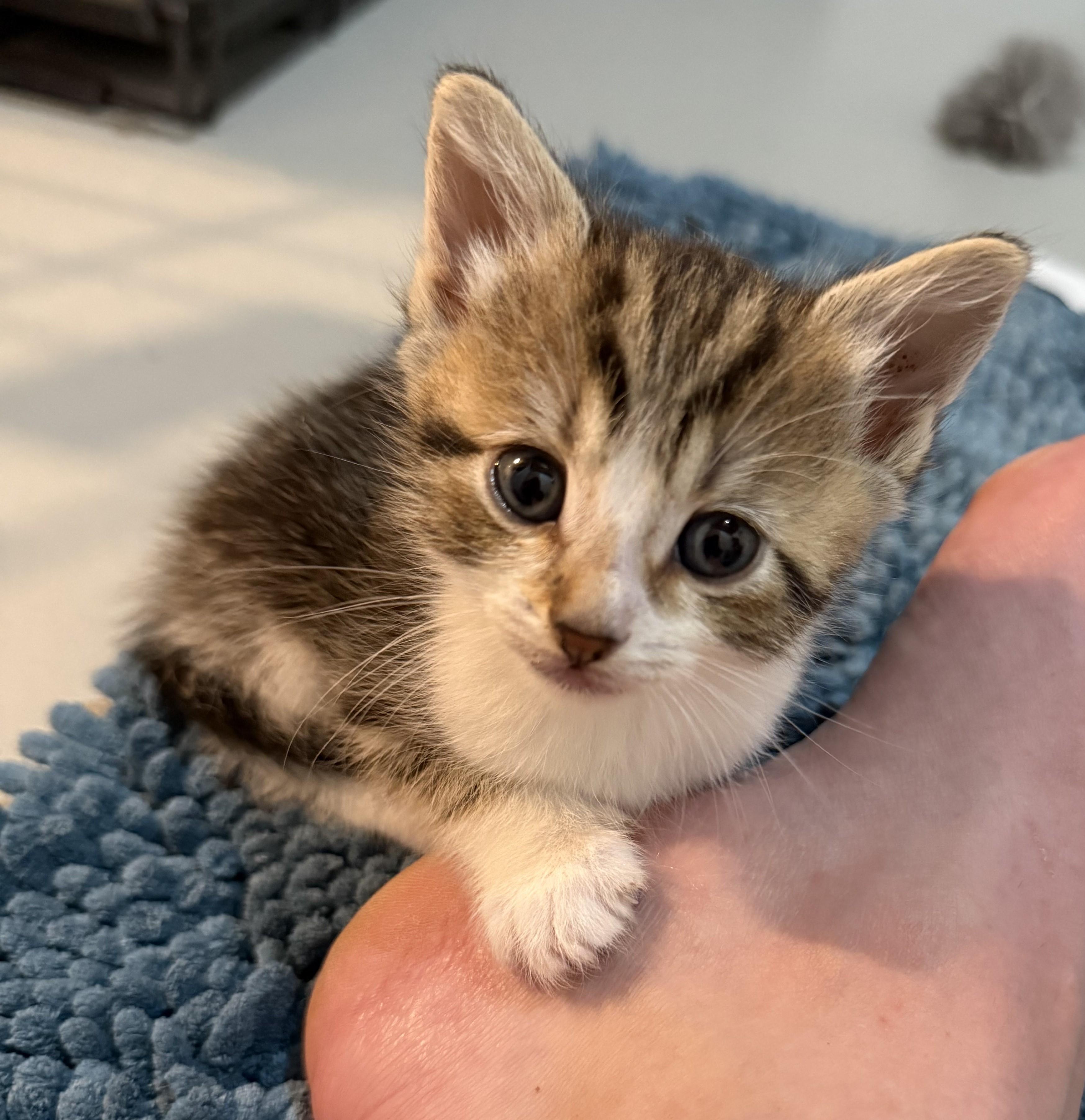 Cedar & Douglas, a Adopted American Shorthair in Silverdale, WA image 1/4