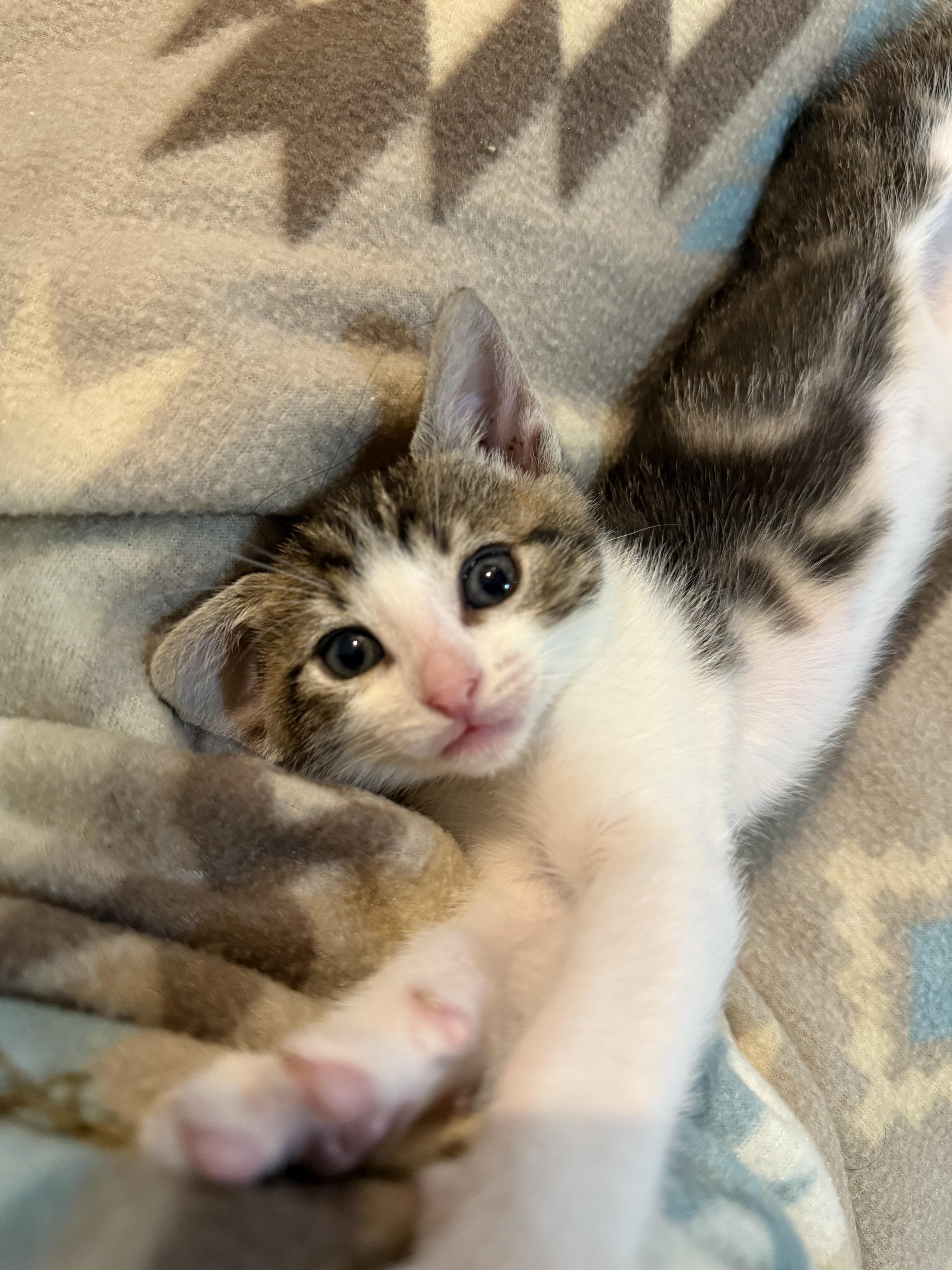 Cedar & Douglas, a Adopted American Shorthair in Silverdale, WA image 2/4