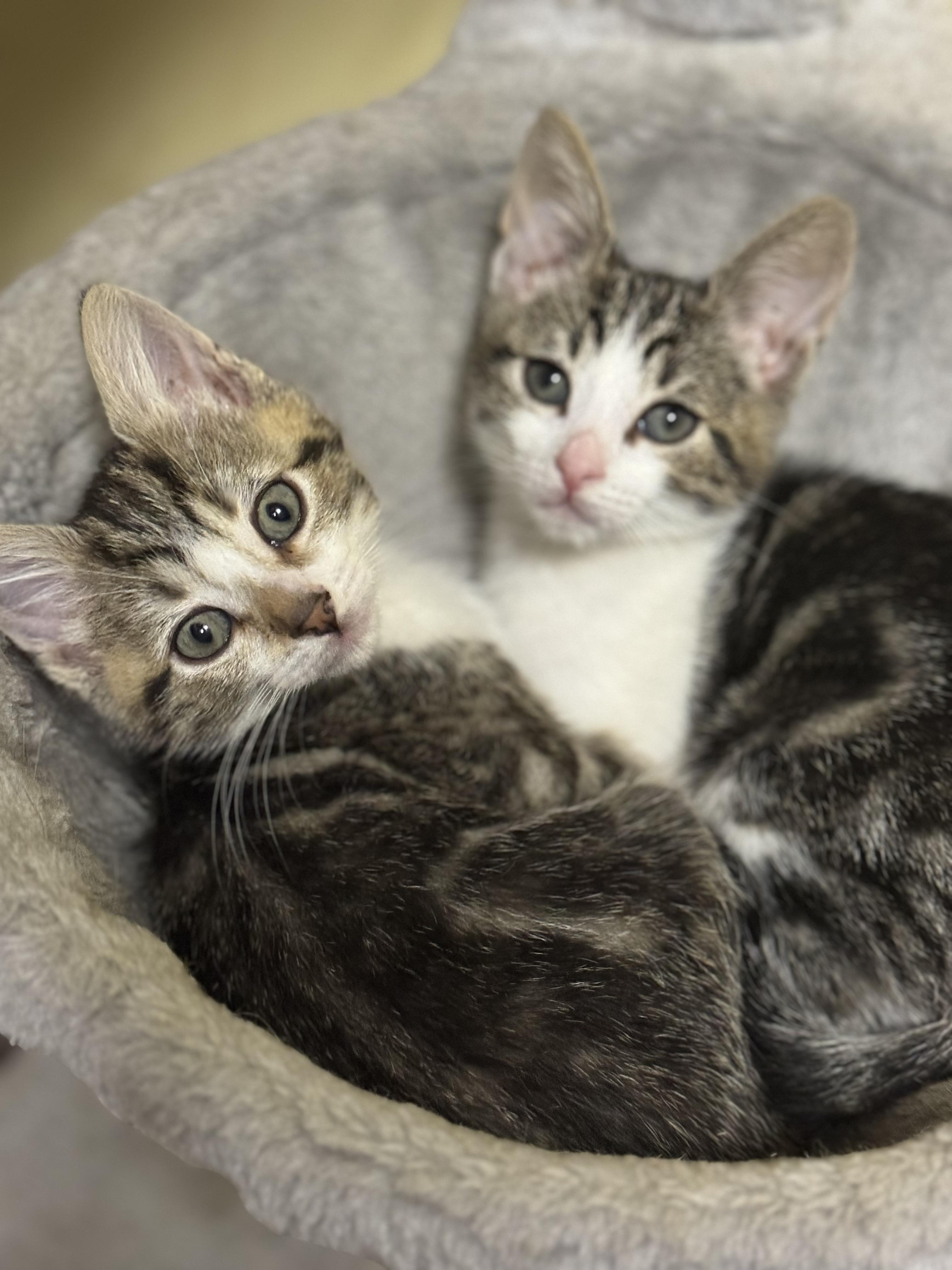 Cedar & Douglas, a Adopted American Shorthair in Silverdale, WA image 3/4