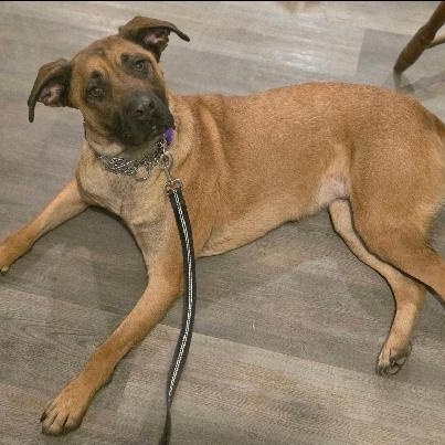 Enlarge SASSY, a Adoptable mixed breed in Terrace Park, OH image 2/2