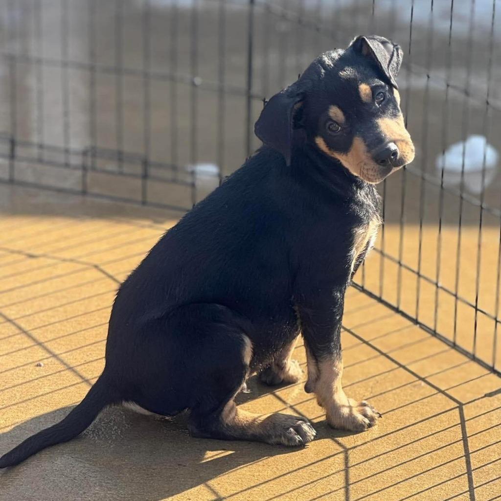 Enlarge Buzz, a Adoptable mixed breed in sun prairie, WI image 1/2