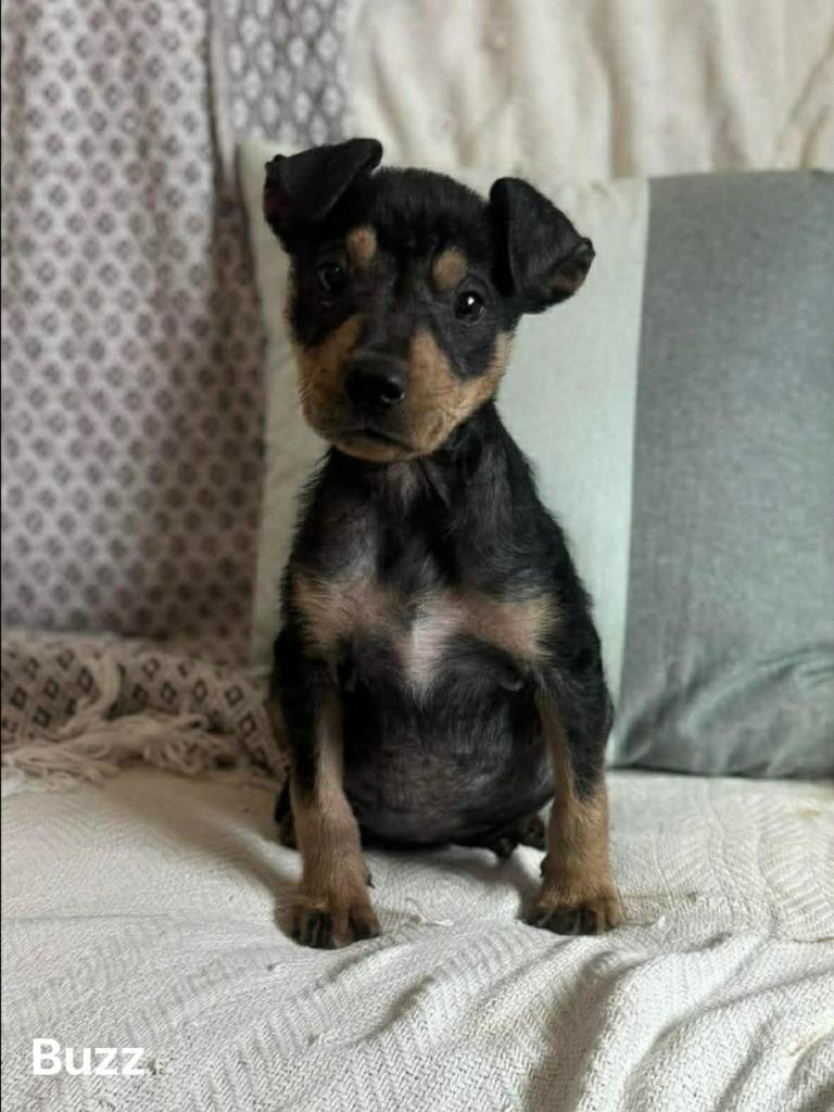 Enlarge Buzz, a Adoptable mixed breed in sun prairie, WI image 2/2