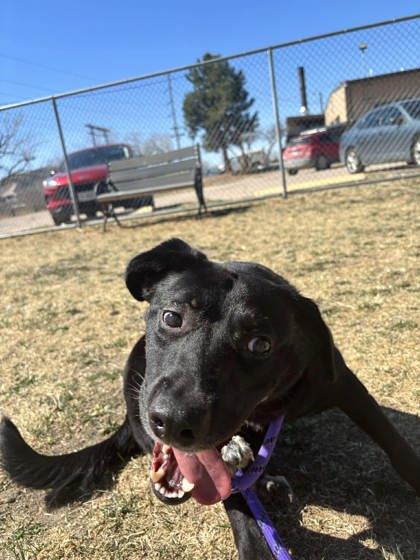 Enlarge Charlotte, a Adoptable mixed breed in Scottsbluff, NE image 1/3