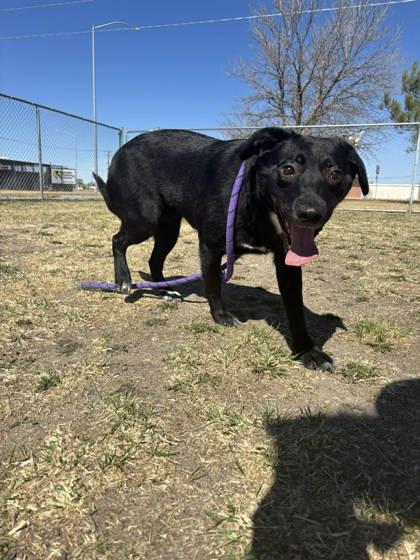 Enlarge Charlotte, a Adoptable mixed breed in Scottsbluff, NE image 2/3