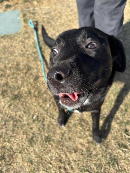 Enlarge Charlotte, a Adoptable mixed breed in Scottsbluff, NE image 3/3