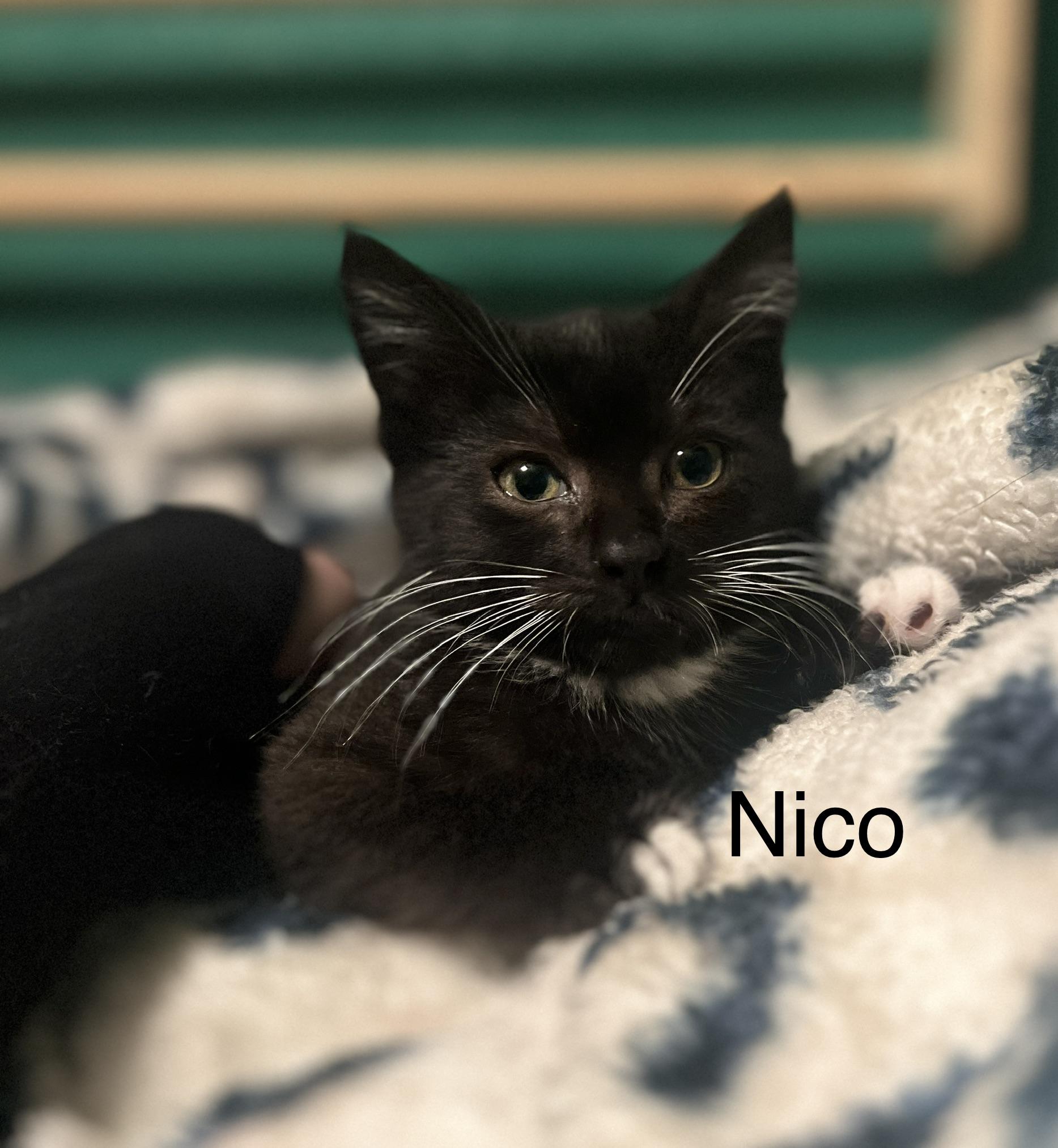 Enlarge Nico, an adopted Tuxedo in Oakley, CA image 1/1