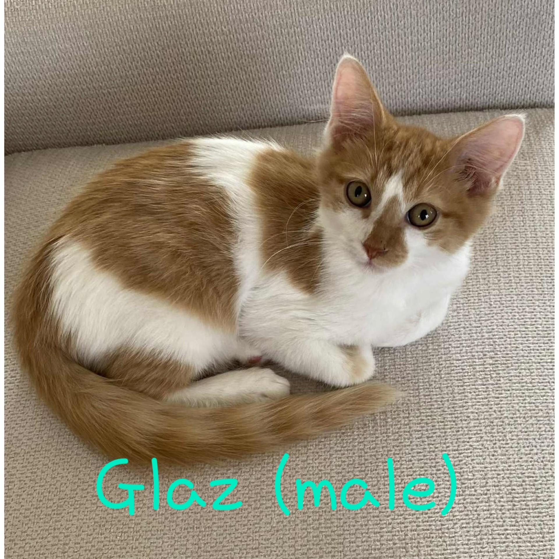 Glaz, a Adoptable Domestic Medium Hair in Pekin, IL image 1/2