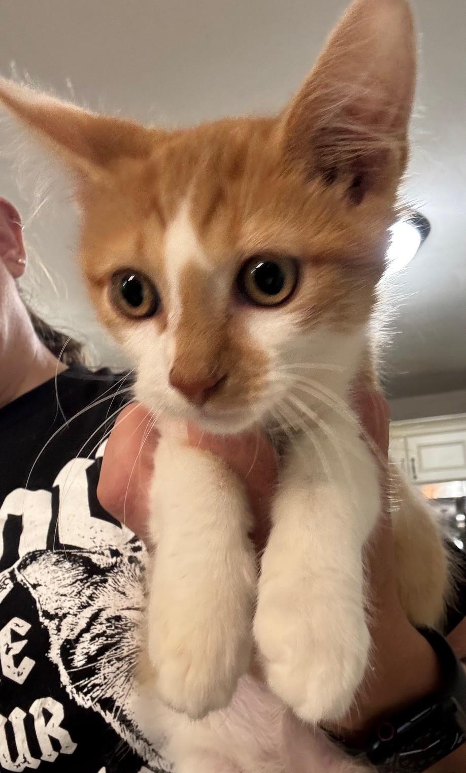 Glaz, Adoptable, Kitten Male Domestic Medium Hair.