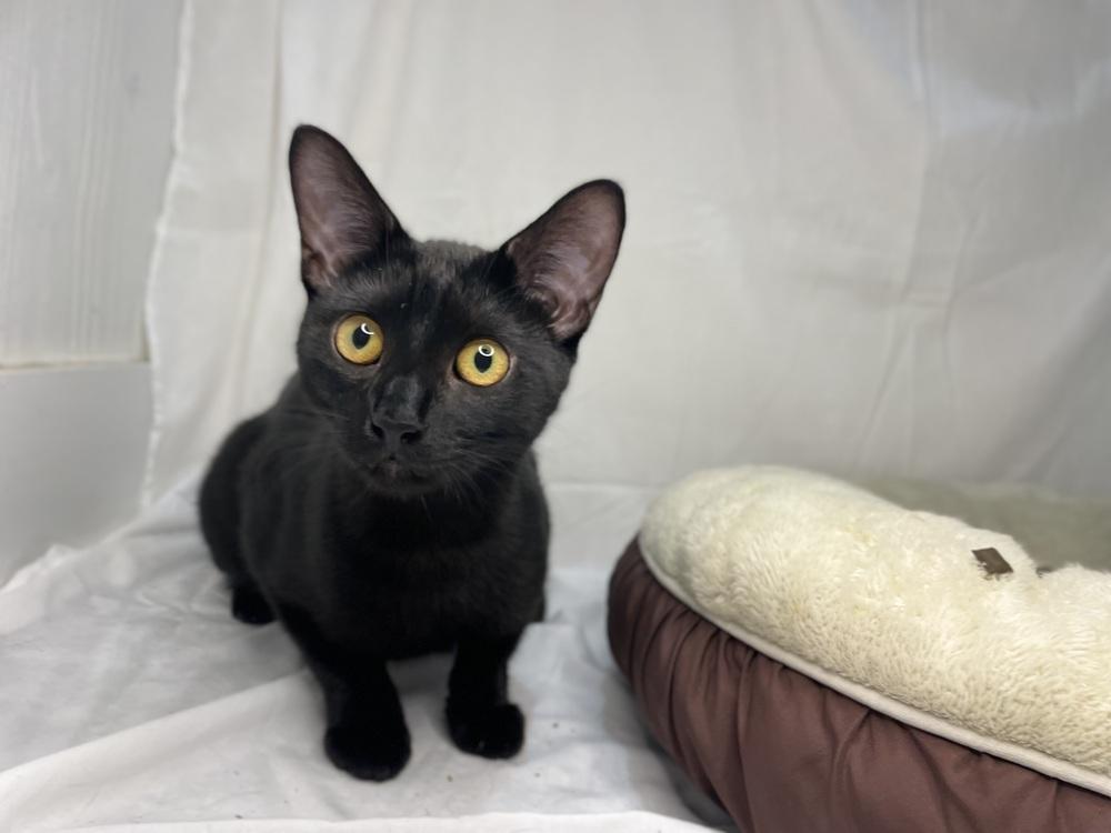 Blackberry, a Adoptable Domestic Short Hair in Saint Augustine, FL image 1/6