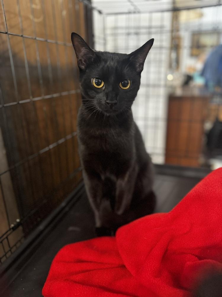 Blackberry, a Adoptable Domestic Short Hair in Saint Augustine, FL image 2/6