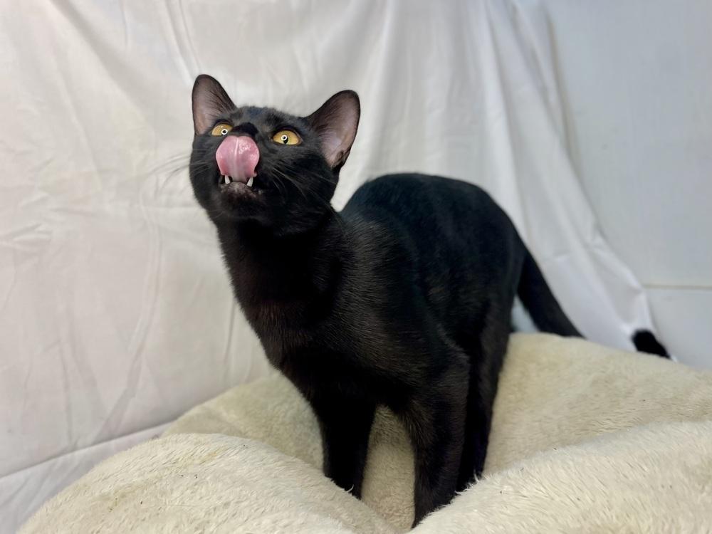 Blackberry, a Adoptable Domestic Short Hair in Saint Augustine, FL image 2/6