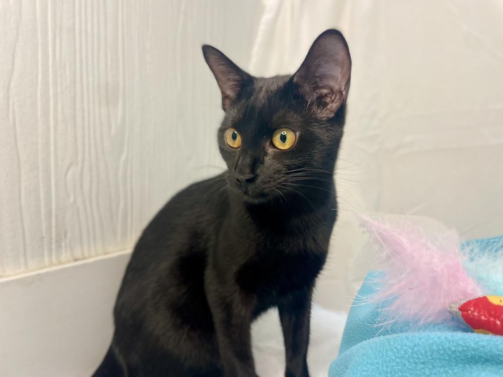 Blackberry, a Adoptable Domestic Short Hair in Saint Augustine, FL image 3/6