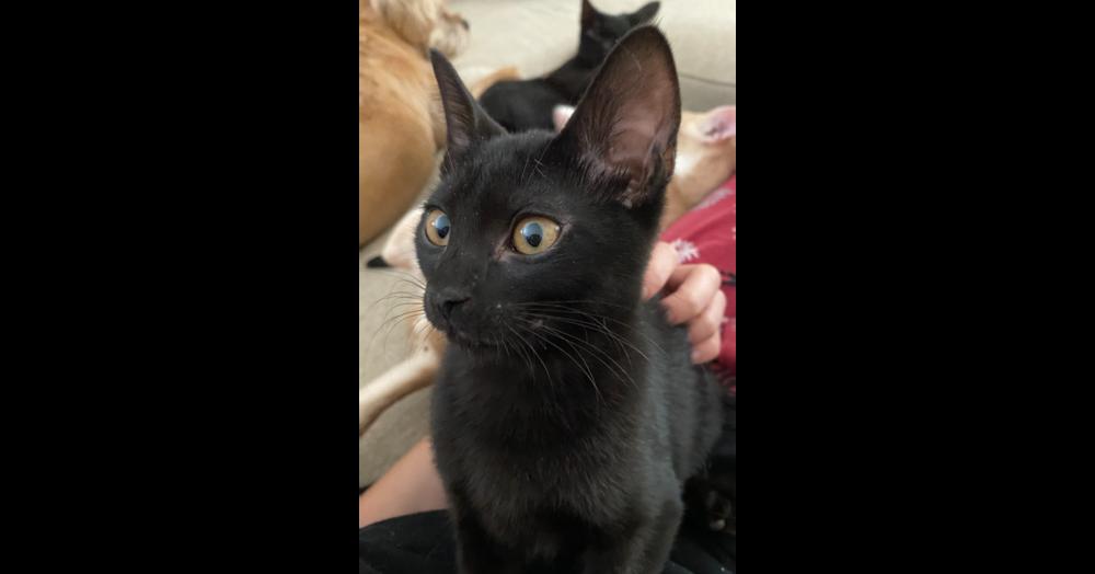 Blackberry, a Adoptable Domestic Short Hair in Saint Augustine, FL image 4/6