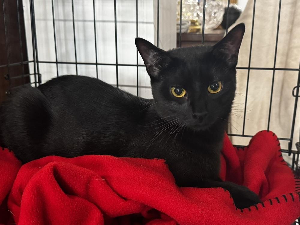 Blackberry, a Adoptable Domestic Short Hair in Saint Augustine, FL image 5/6