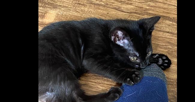 Blackberry, a Adoptable Domestic Short Hair in Saint Augustine, FL image 6/6