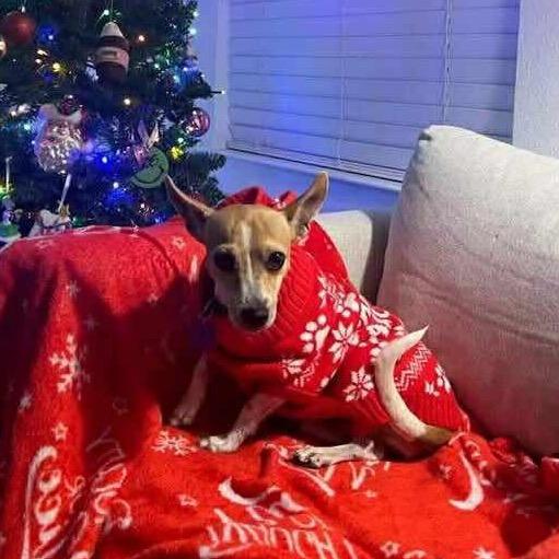 Lucy, a Adoptable Chihuahua in Katy, TX image 1/3