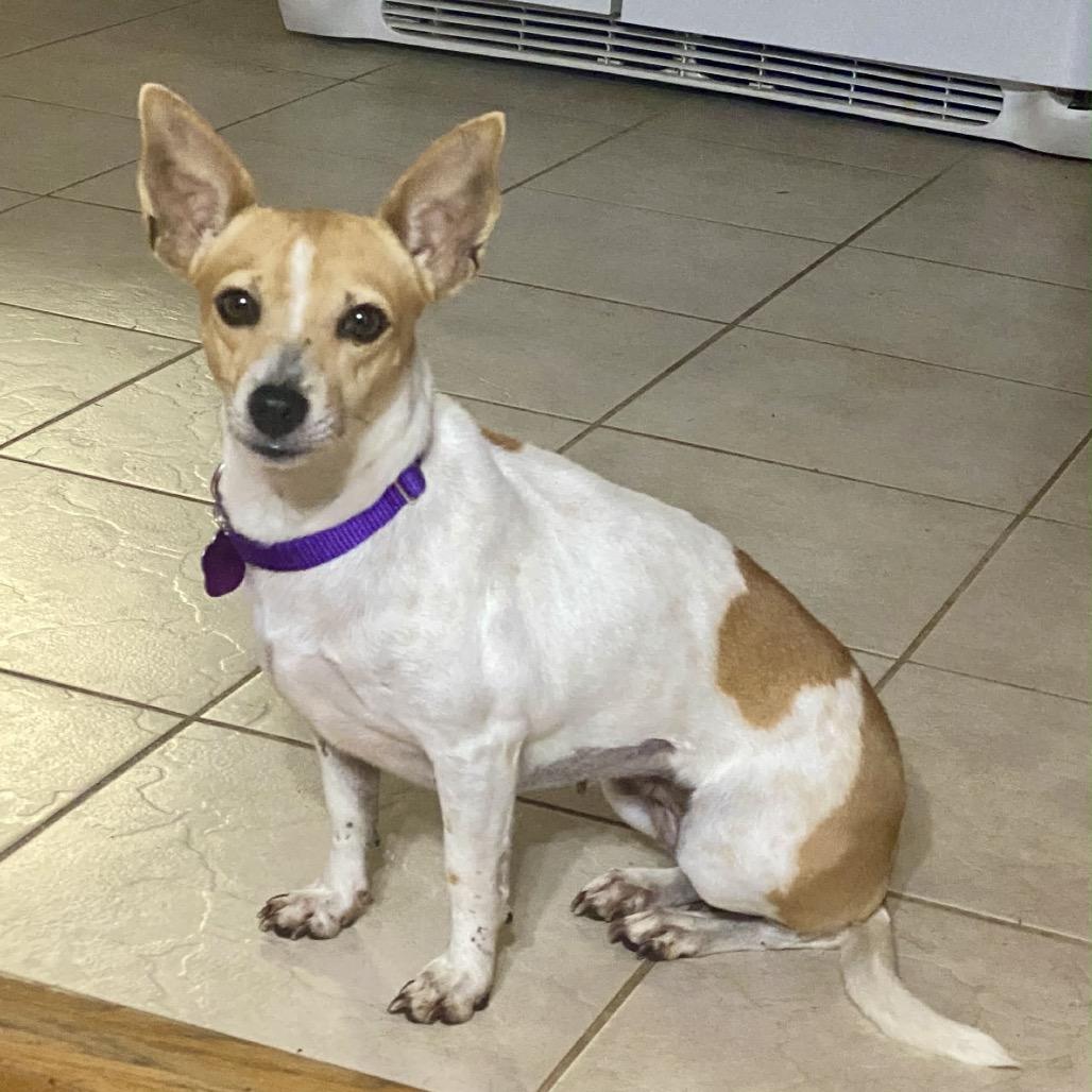 Lucy, a Adoptable Chihuahua in Katy, TX image 3/3