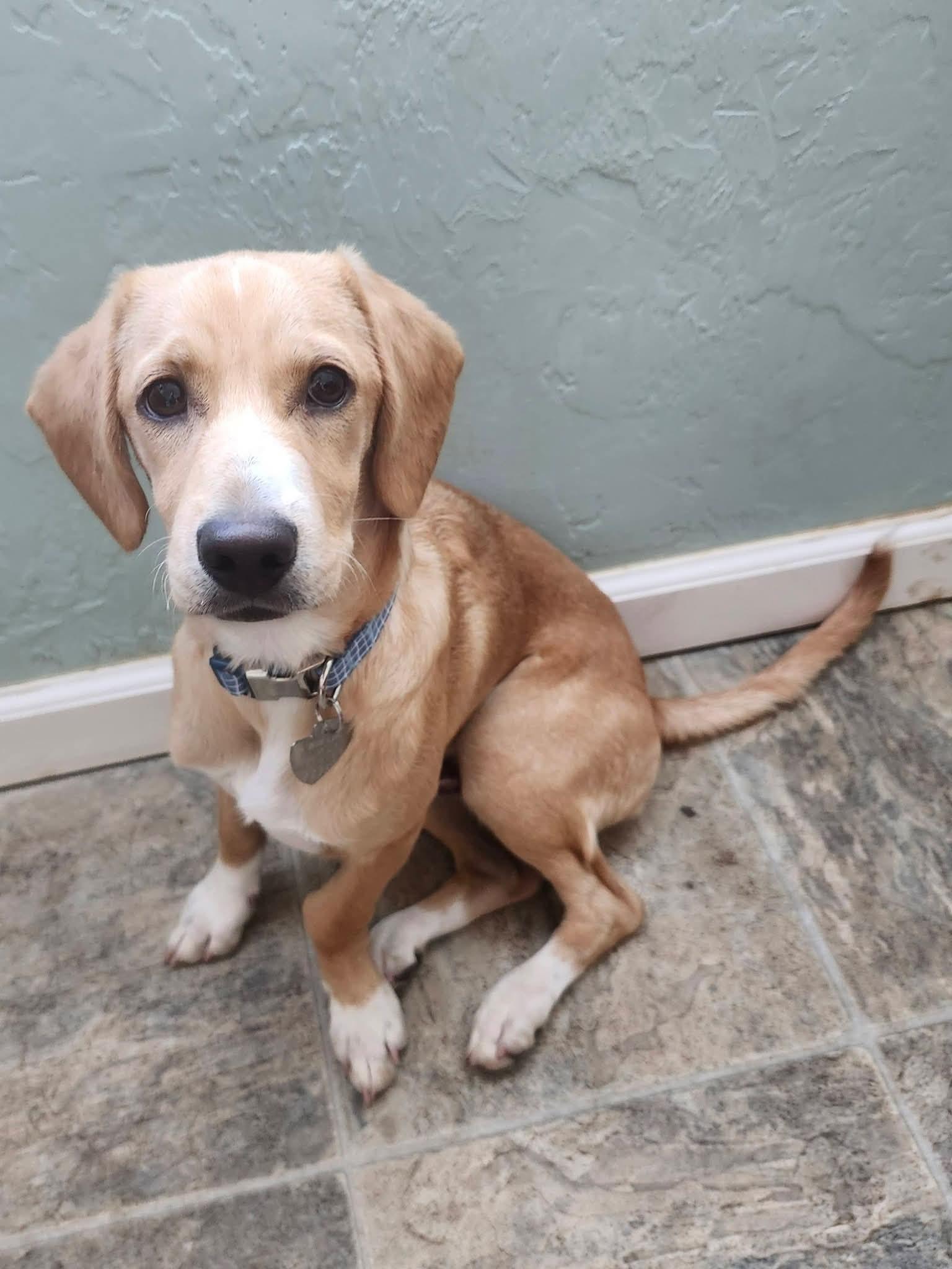 Enlarge Vinnie, a Adoptable mixed breed in Mountain View, CA image 4/4