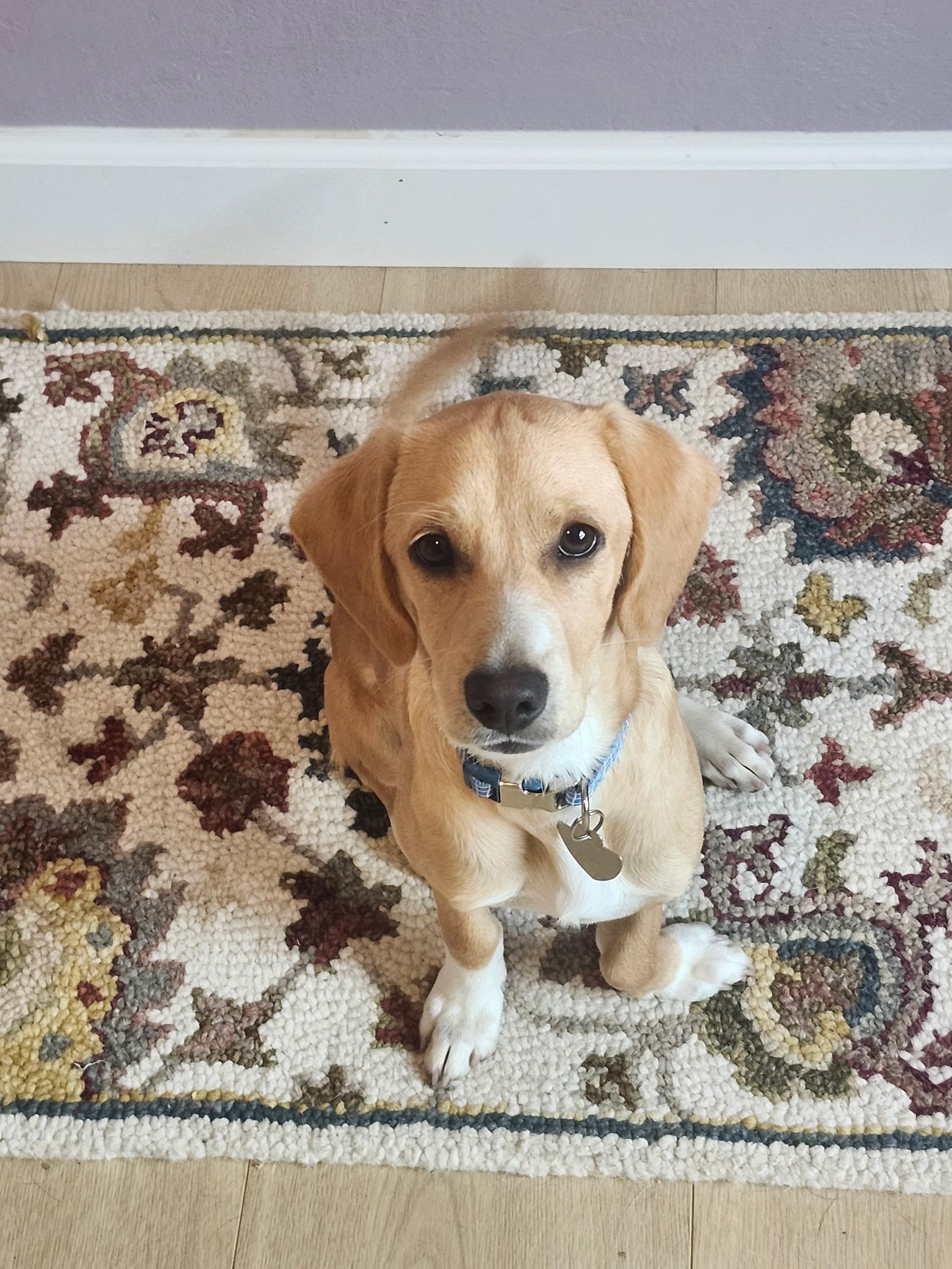 Vinnie, Adoptable, Puppy Male Beagle.