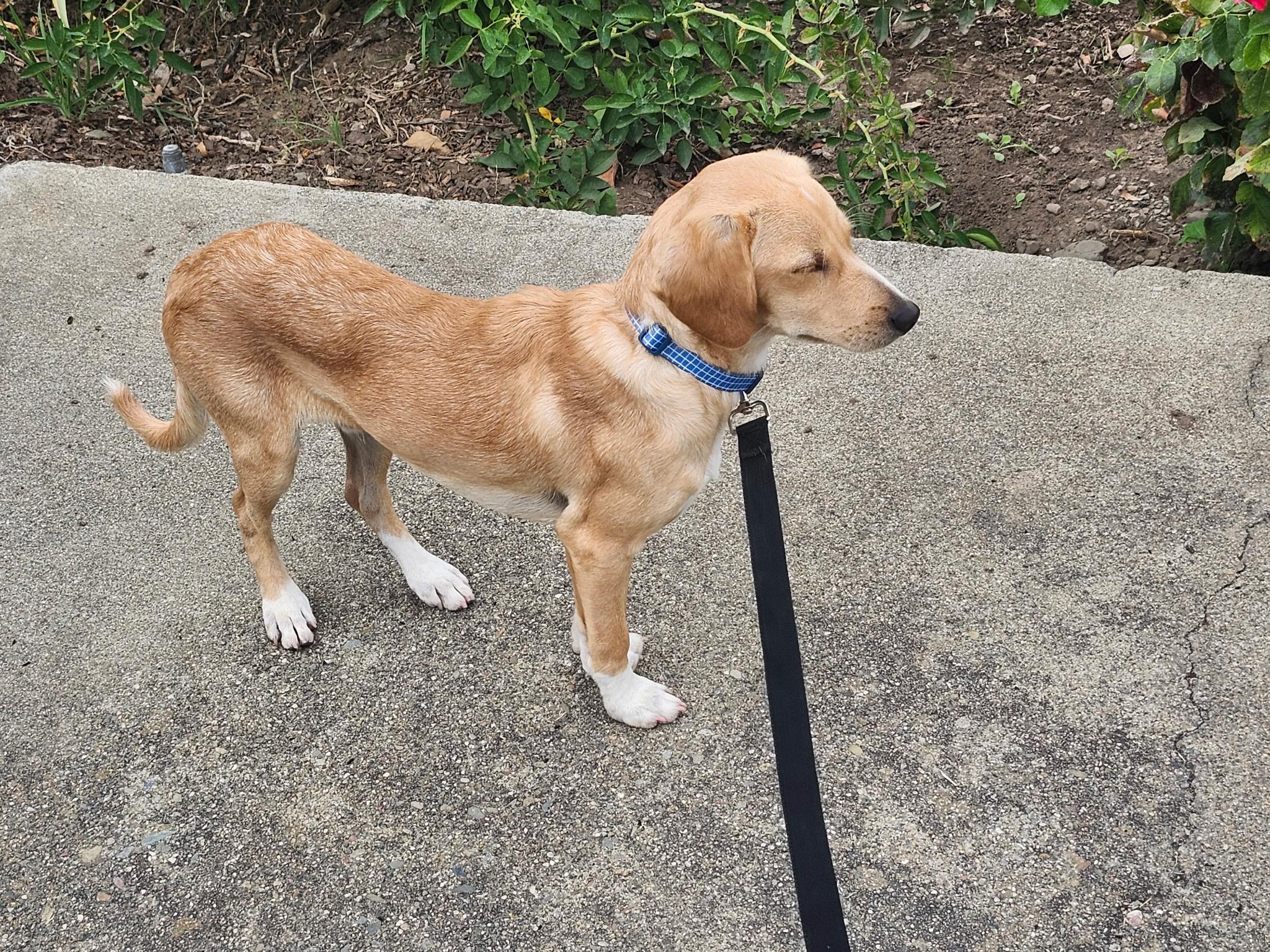 Enlarge Vinnie, a Adoptable mixed breed in Mountain View, CA image 3/4
