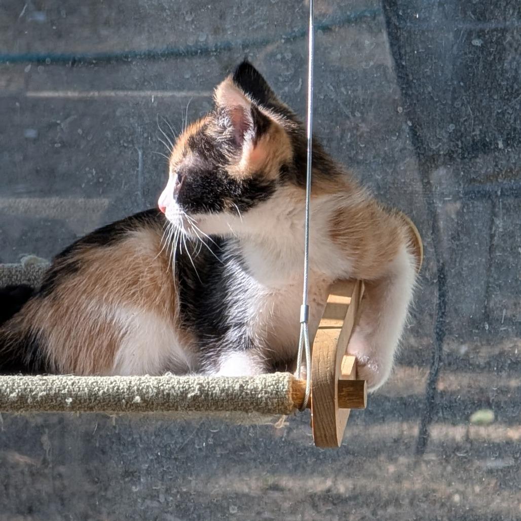 Enlarge Doris, a Adoptable Domestic Short Hair in Brea, CA image 1/3
