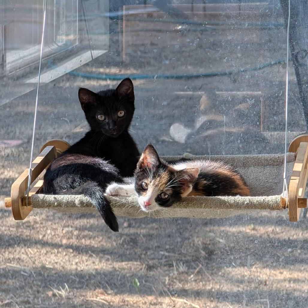 Enlarge Doris, a Adoptable Domestic Short Hair in Brea, CA image 2/3