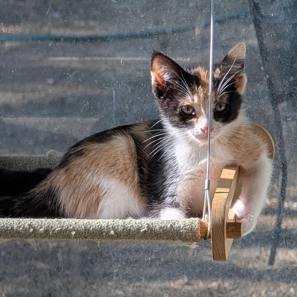 Enlarge Doris, a Adoptable Domestic Short Hair in Brea, CA image 3/3