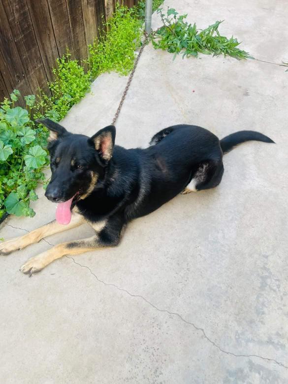 Enlarge Blitz, a ADOPTABLE German Shepherd Dog in Long Beach, CA image 4/5