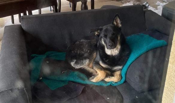 Enlarge Blitz, a ADOPTABLE German Shepherd Dog in Long Beach, CA image 5/5