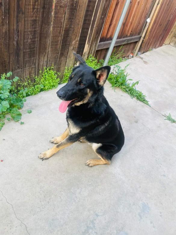 Blitz, ADOPTABLE, Adult Male German Shepherd Dog.