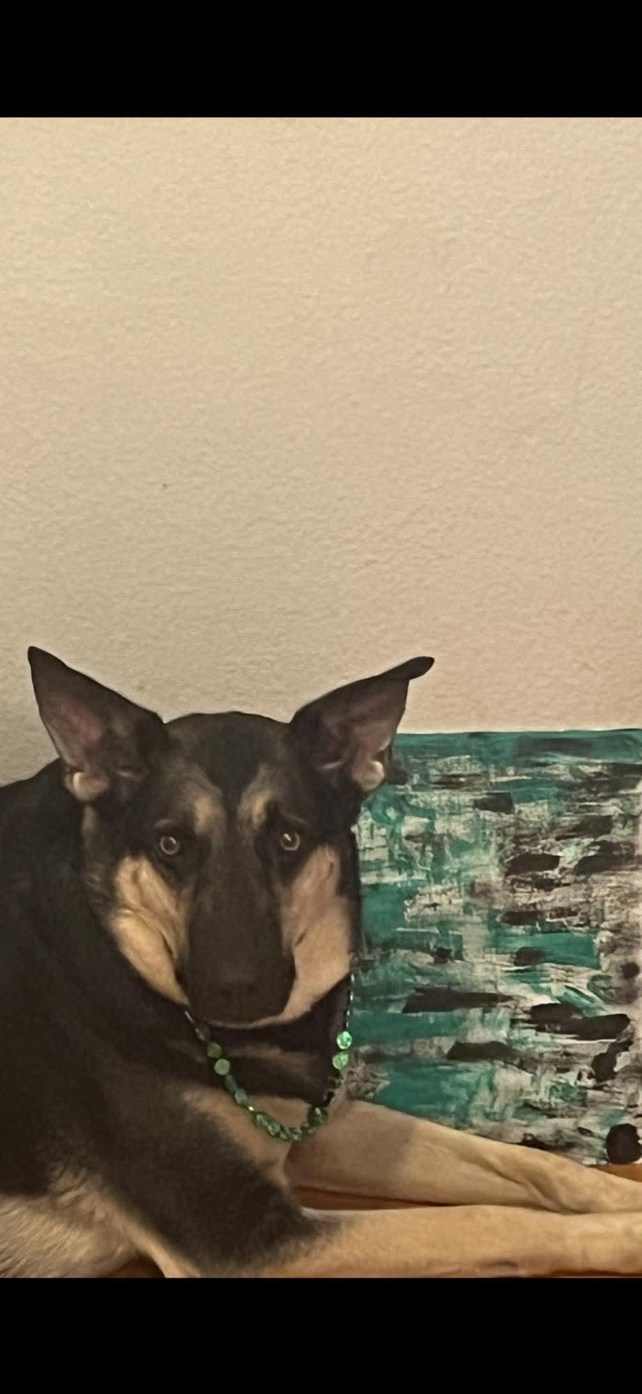 Enlarge Blitz, a ADOPTABLE German Shepherd Dog in Long Beach, CA image 3/5
