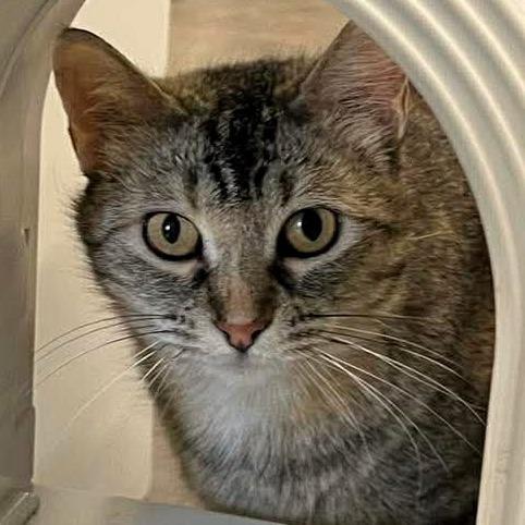 Lynn, a Adoptable mixed breed in Shawnee, KS image 1/5