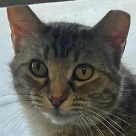 Lynn, Adoptable, Young Female Domestic Short Hair & Domestic Short Hair.