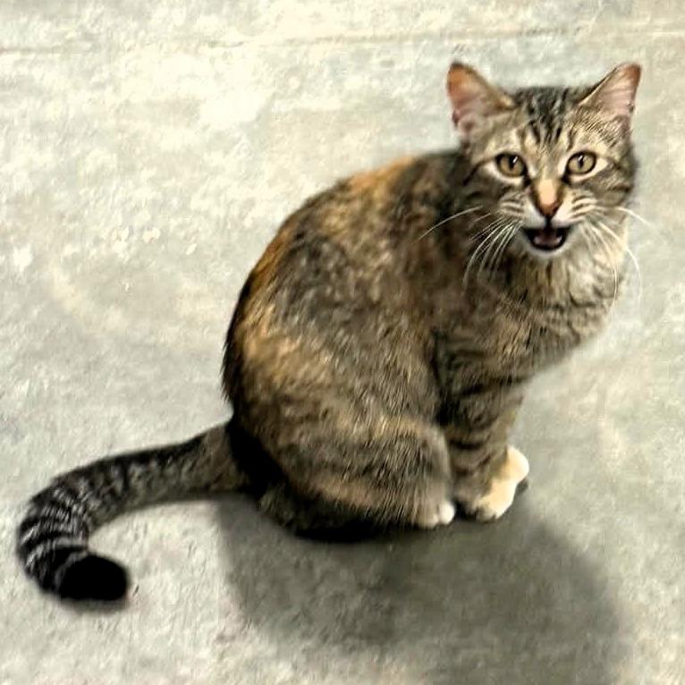 Enlarge Lynn, a Adoptable mixed breed in Shawnee, KS image 1/3