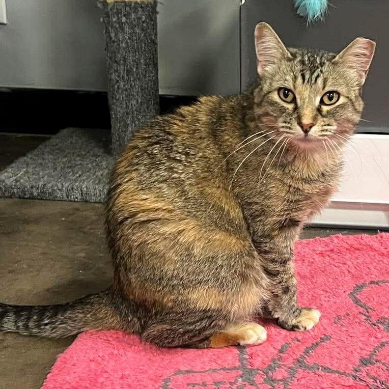 Lynn, a Adoptable mixed breed in Shawnee, KS image 3/6