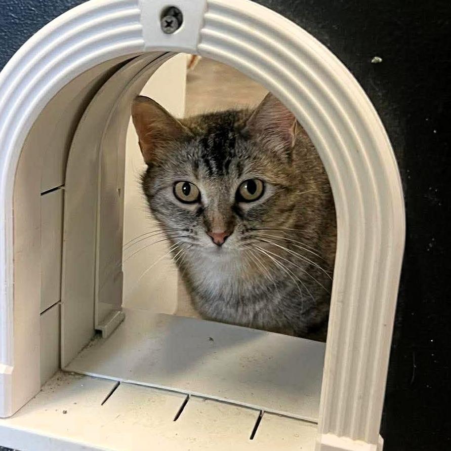 Lynn, a Adoptable mixed breed in Shawnee, KS image 3/5