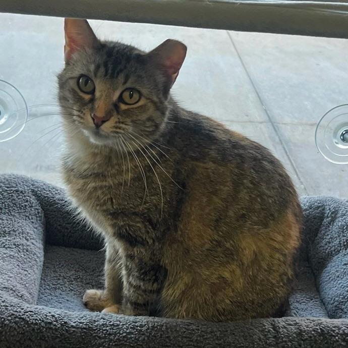 Lynn, a Adoptable mixed breed in Shawnee, KS image 3/5