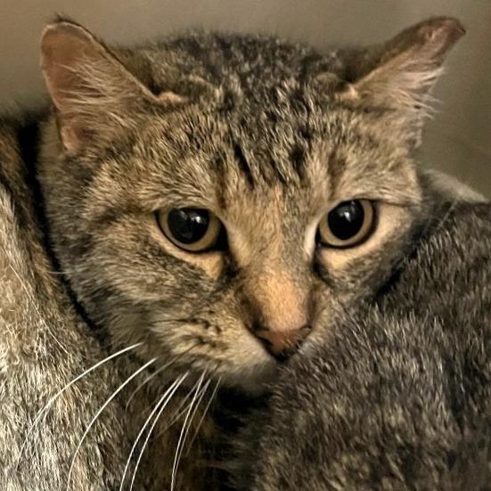 Enlarge Lynn, a Adoptable mixed breed in Shawnee, KS image 2/3