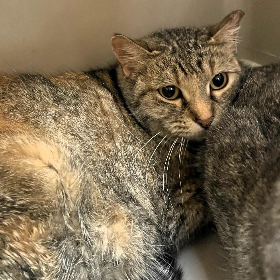 Enlarge Lynn, a Adoptable mixed breed in Shawnee, KS image 3/3