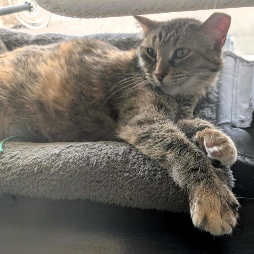 Lynn, a Adoptable mixed breed in Shawnee, KS image 5/6