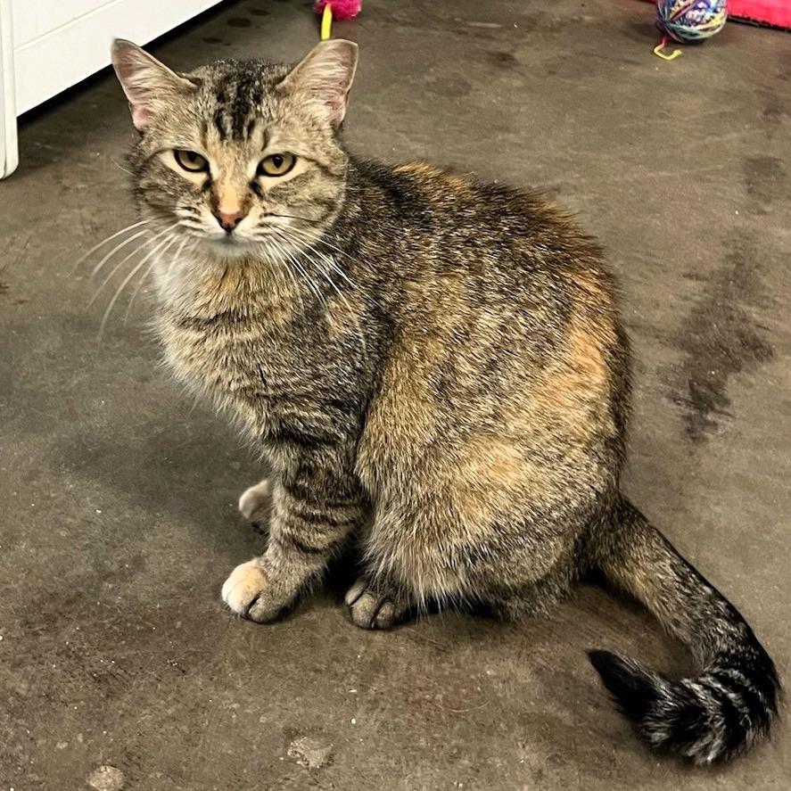 Lynn, a Adoptable mixed breed in Shawnee, KS image 5/5