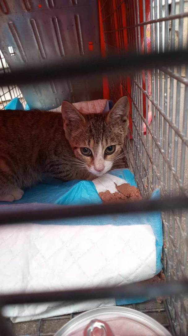 Destinee, a Adoptable Domestic Short Hair in East Orange, NJ image 4/5