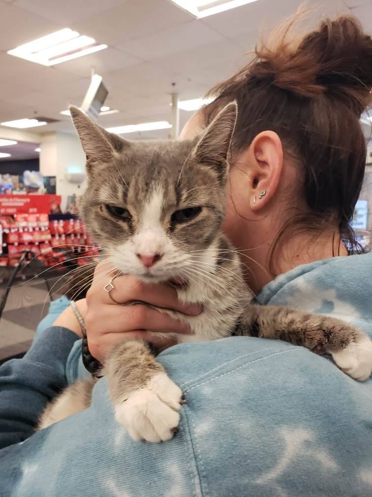 Destinee, a Adoptable Domestic Short Hair in East Orange, NJ image 5/5