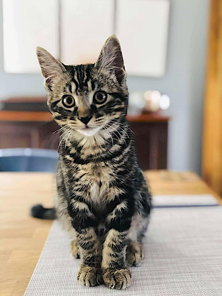 River, an adoptable Domestic Short Hair in St Stephen, NB, E3L 2X2 | Photo Image 2