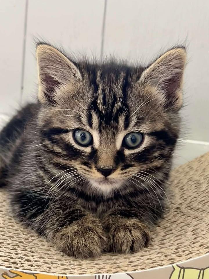 River, an adoptable Domestic Short Hair in St Stephen, NB, E3L 2X2 | Photo Image 3