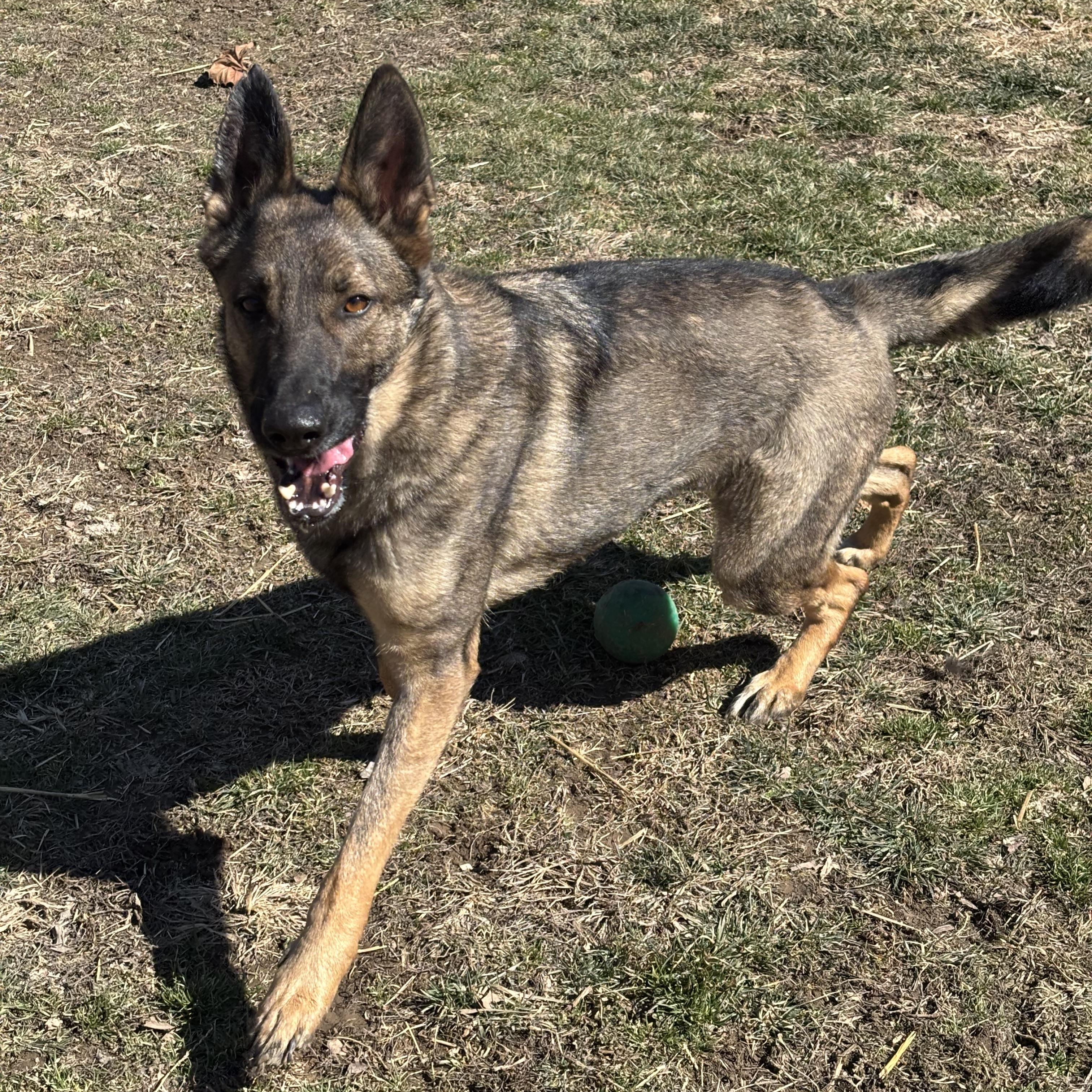 Enlarge Leia, a ADOPTABLE mixed breed in Lucasville, OH image 3/4